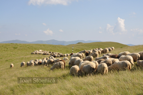 oi in piatra mare oi in piatra mare