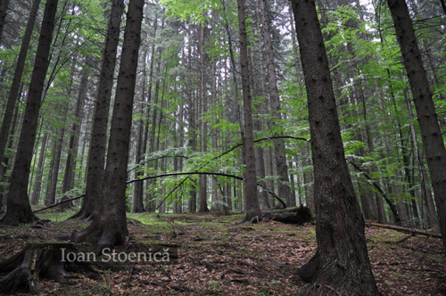 padure piatra mare padure piatra mare