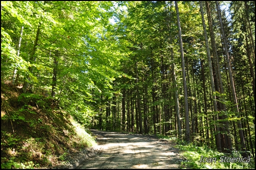inceputul drumului forestier monteorul