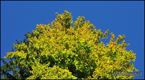 frunze fag aproape galbene