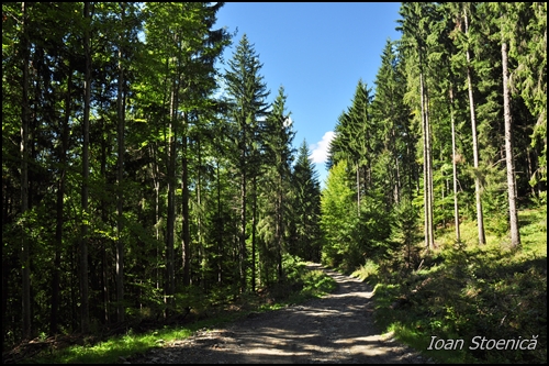 drum forestier pe clabucetul maneciului