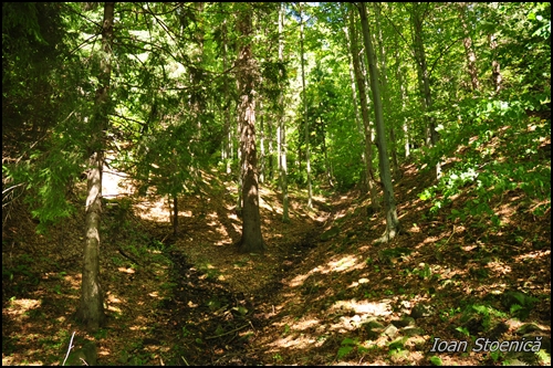 intrarea in padure, fara poteca