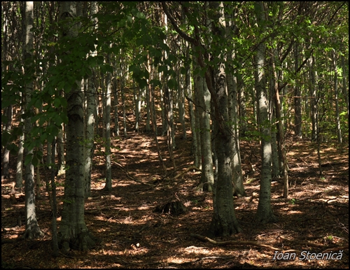 urcand prin padurea fara poteca