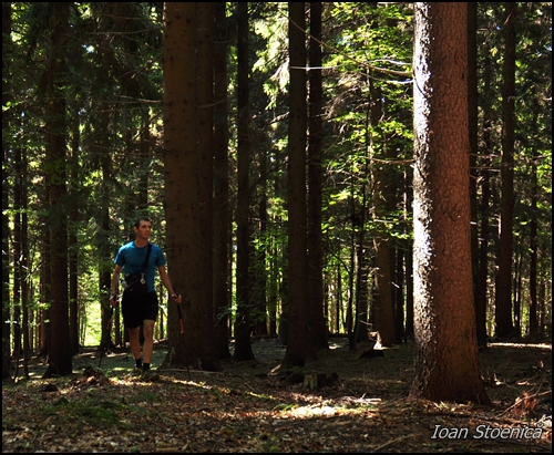 ioan in padurea de brad