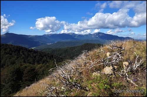 ciucasul printre crengi arse