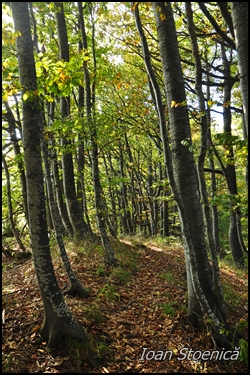padurea pe culme, printre fagi