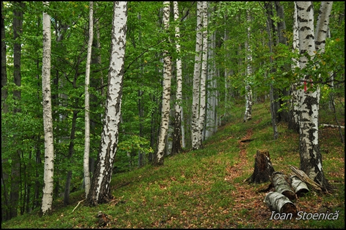 padure de mesteceni pe clabucet