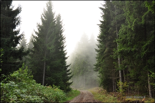 ceata pe drum printre brazi