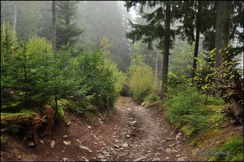 drumul urca prin padure...