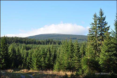 un varf impadurit si albit