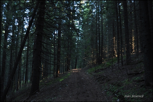 drum in padurea intunecoasa