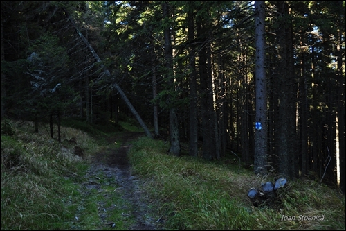 marcaj cruce albastra in muntii harghitei