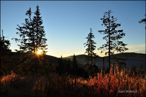 soare intre copaci si iarba calda
