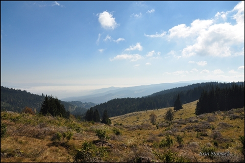 poiana langa varful vinului, muntii harghitei