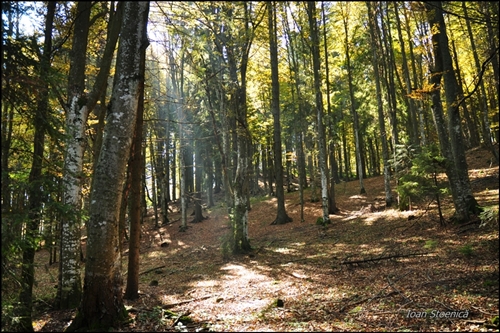 o padure de fag in muntii harghitei