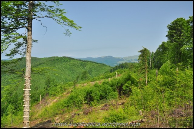 vedere spre Bucegi - intr-o zona cu defrisari