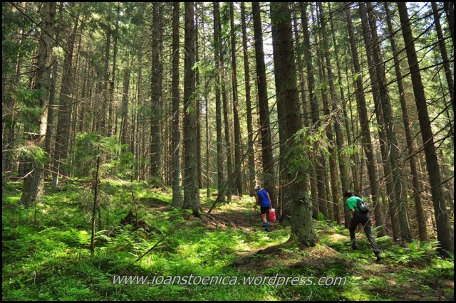 Padure sub varful Goru - rezervatia naturala muntele Goru