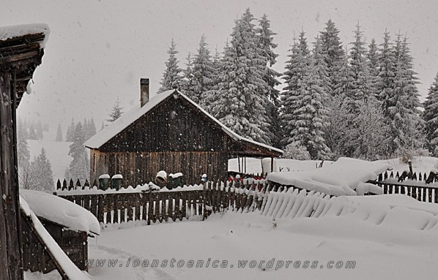 ninsoare abundenta in hasmas