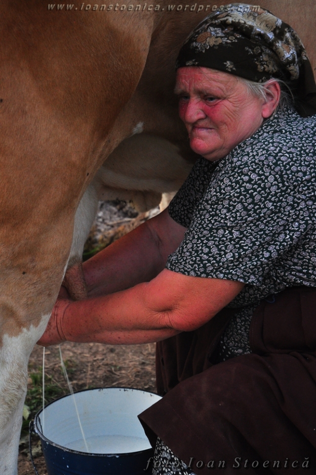femeie mulgand vaca