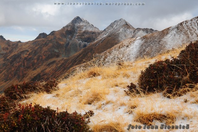 iarba si zapada cu creste pe fundal