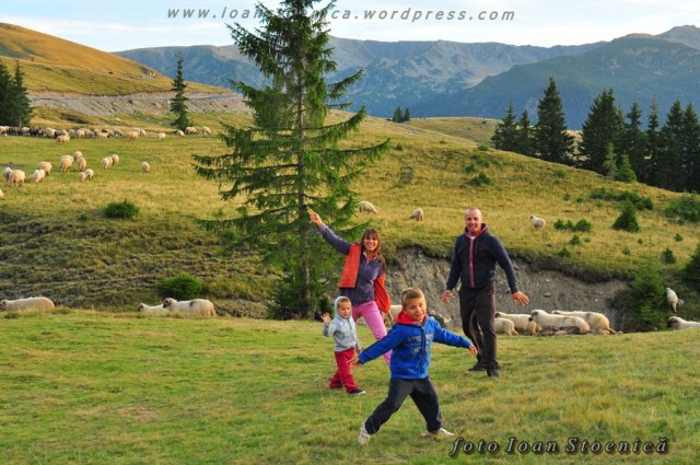 dans pe poienita cu oi