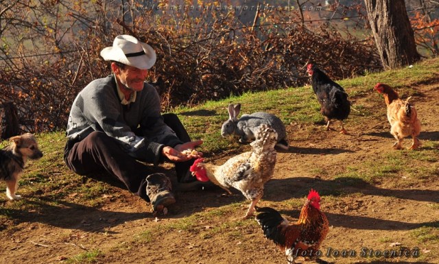 nene cu animale - gaini, iepure,  caine