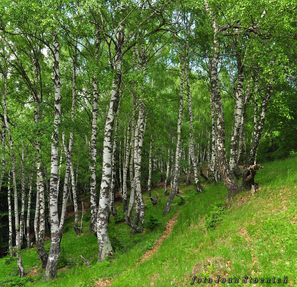 Дровяная береза кругляк. Mesteacan. Фанерный кряж березовый. Березовая 1 м. Березовый фанерный кряж 1 и 2 сорт.