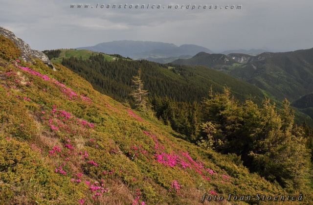 rododendron - muntele cioara