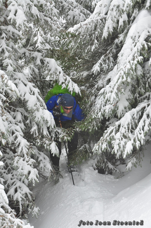 desis de crengi albe