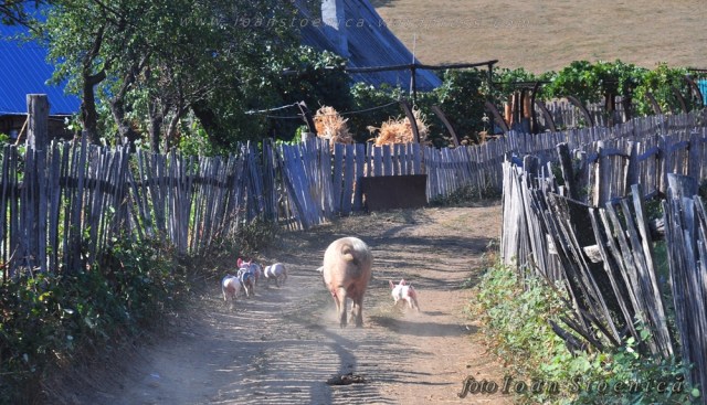 porci pe drum