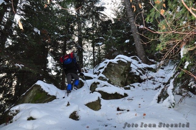 stanci pe piciorul runcului - tarcau