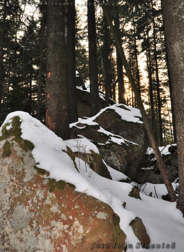 apusul vazut din padure