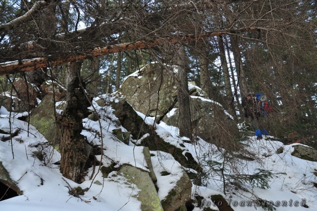 stanci in padure - muntii tarcau