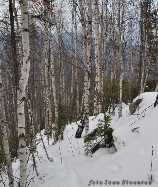 mesteceni in muntii tarcau