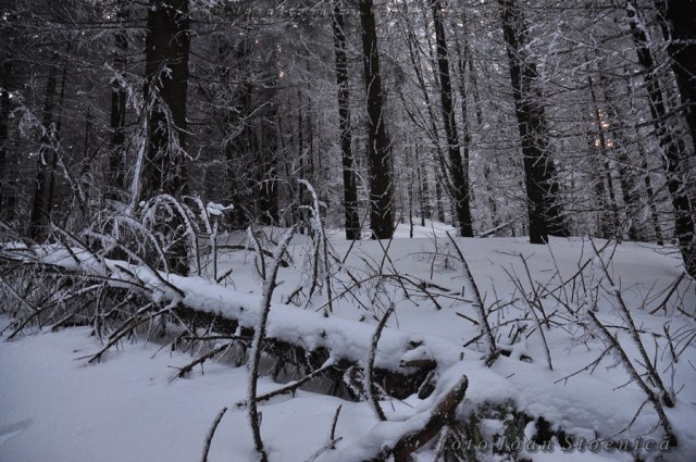 zapada in padurea de conifere