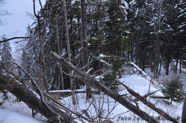 copaci cazuti in padure