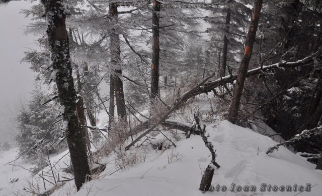 printre copacii albi