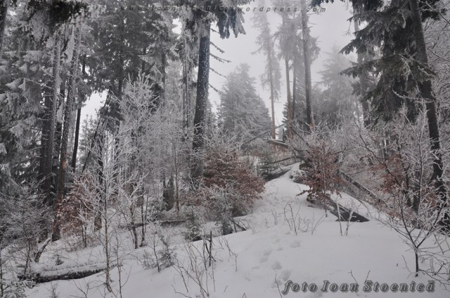 orientare dificila prin padure