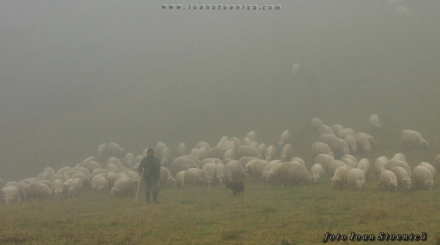 turma de oi in ceata