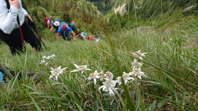 flori de colt ciucas
