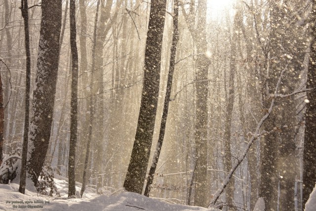 ninge cu soare in padure