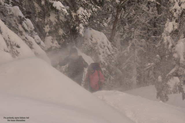 viscol la marginea padurii
