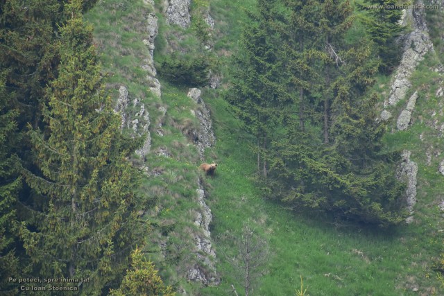 ursulet langa stanci