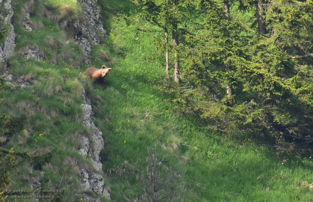 ursulet se uita la noi