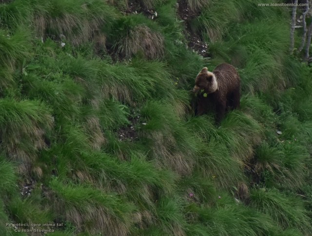 urs cu floare in gura