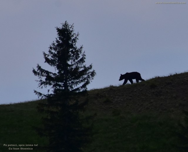 ursul pe culme